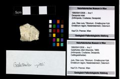 Foto (Objekt + Etikett) von Galatheites zitteli (Moericke, 1889)  (NHMW-GEO-1990-0041-2936)